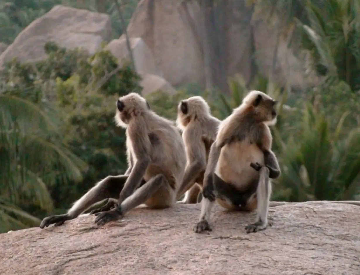 Silvia Radulova :: Travels :: india